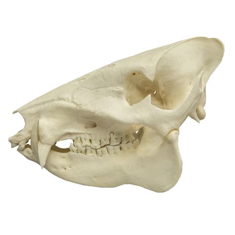 Real Peccary Skull For Sale – Skulls Unlimited International, Inc.