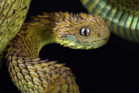 The 6 Creepiest-Looking Snakes, According to Experts — Best Life