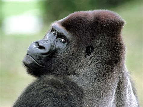 Western Gorilla | Animal Database | FANDOM powered by Wikia