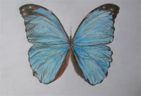 Realistic Butterfly Drawing at PaintingValley.com | Explore collection of Realistic Butterfly ...