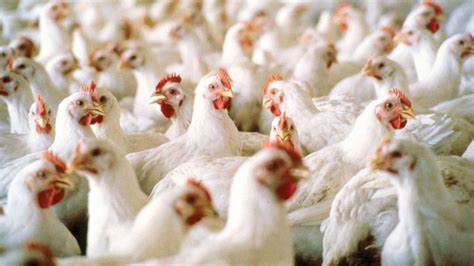 Iloilo bans entry of poultry, by-products after bird flu case in neighboring Capiz ...