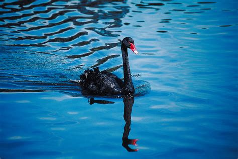 ¿Conoces la teoría del Cisne Negro?