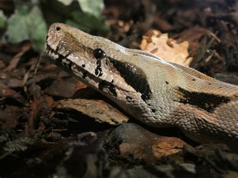 Spreekbeurt : Boa constrictor - De Zonnegloed - Dierenpark - Dieren opvangcentrum - Sanctuary