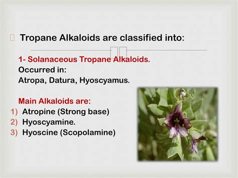 PPT - Tropane alkaloids PowerPoint Presentation, free download - ID:150260