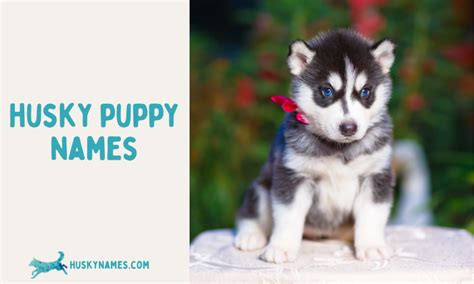 Husky Names - Husky Names