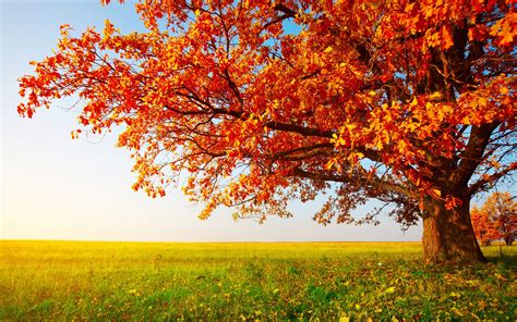 fall, Landscape, Trees, Field Wallpapers HD / Desktop and Mobile ...