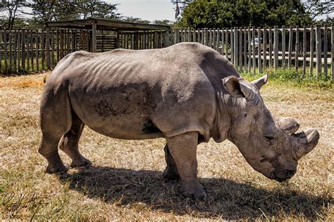 Farewell, Dear Sudan, the Last Male Northern White Rhino! We Won't Forget You. | Bizarre Globe ...