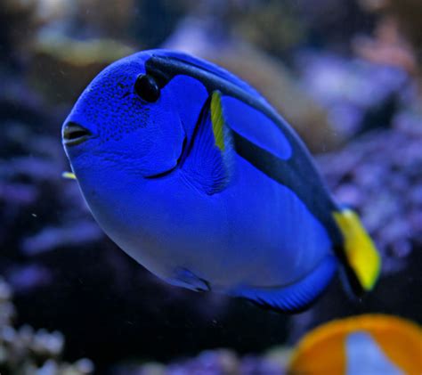 Regal tang - Malta National Aquarium