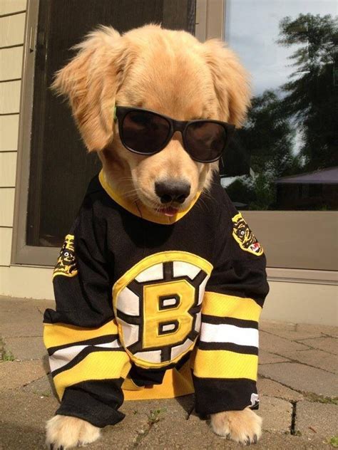 Puppy wearing Boston Bruins Hockey Jersey | Golden retriever, Dogs ...