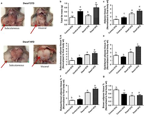 Visceral fat is increased in Ames dwarf mice fed HFD diet. (a ...