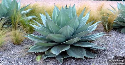 Artichoke Agave: Care Tips For Growing Agave Parryi