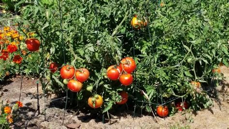 Tomatoes: Growing & Care | ASHLAND GARDEN CLUB