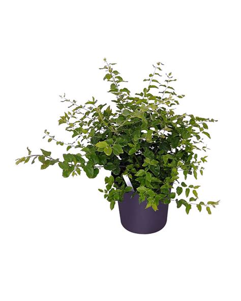 Jasminum multiflorum, Jasmine Pubescens, Downy Jasmine | PlantVine