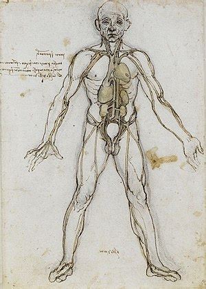 List of human anatomical features - Wikipedia