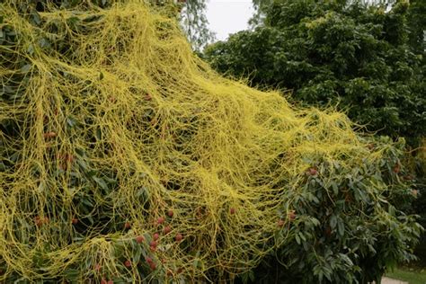 777 Cuscuta Parasite Plant Royalty-Free Photos and Stock Images | Shutterstock