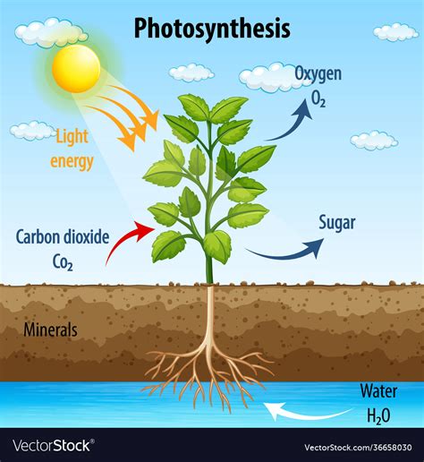 Diagram showing process photosynthesis in plant Vector Image