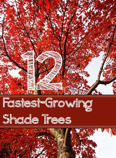 12 Fast Growing Shade Trees for Your Yard