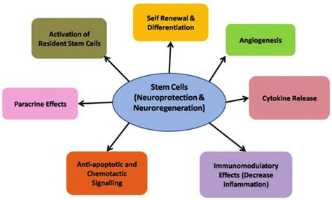 Stem Cells To Treat Autism Spectrum Disorder (ASD) | Kosheeka