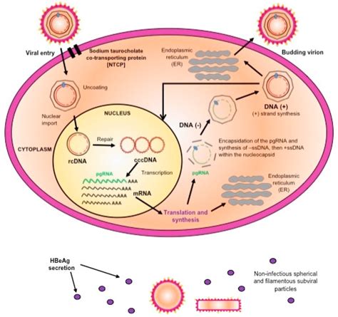 A schematic representation of the replication cycle of hepatitis B... | Download Scientific Diagram