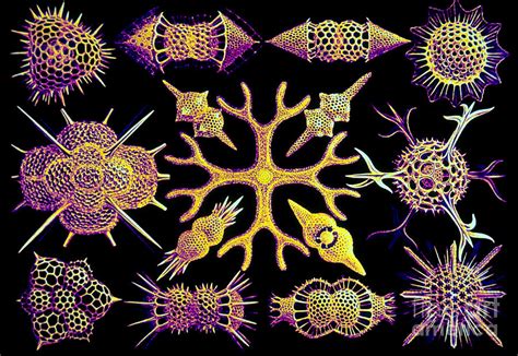 Radiolarians Photograph by Scott Camazine