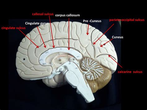 PPT - lateral sulcus PowerPoint Presentation, free download - ID:2263882