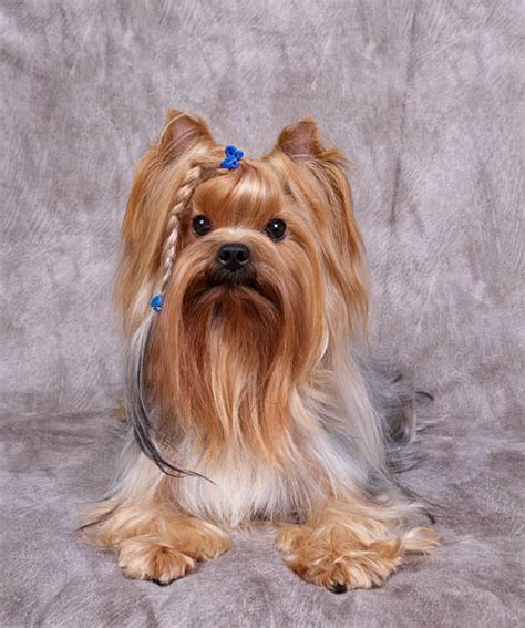 Male Yorkie Haircuts Stock Photos, Pictures & Royalty-Free Images - iStock