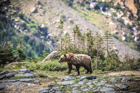 "Unusual" Grizzly Bear Behavior Prompts Trail Closures At Glacier National Park