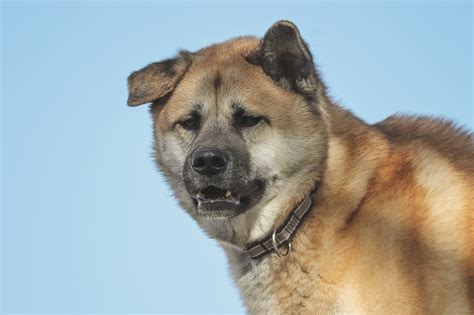 Akita Dog Names for Male & Female with Meanings