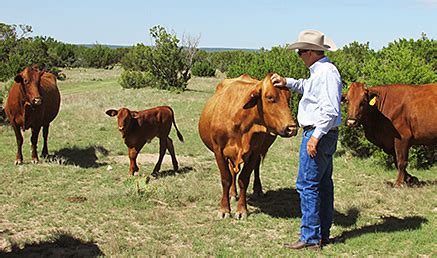 History of the Beefmaster Breed | Isa Beefmasters