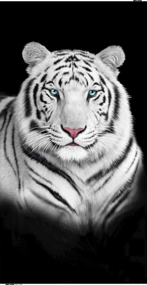 White Tiger Face | Tiger pictures, White bengal tiger, Animals