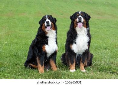 Portrait Two Bernese Mountain Dogs On Stock Photo 156265031 | Shutterstock