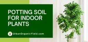 Soil For Indoor Plants: DIY And What You Need To Look Out For | UrbanOrganicYield.com