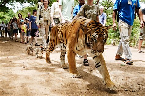 The tourist tiger trail | Wildlife Photographer of the Year | Natural ...