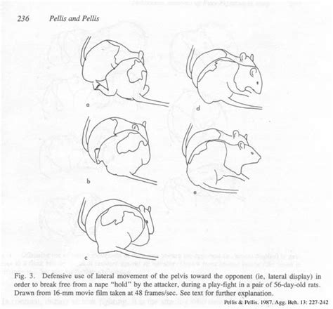 Norway Rat Behavior Repertoire