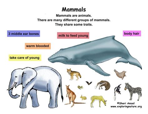 Classification of Living Things Chart | Class - Mammals (Grade K-3) -- Exploring Nature ...