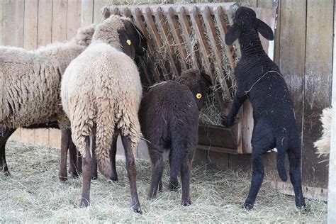 Wat leer je van een kinderboerderij? | Bezoek de boerderij