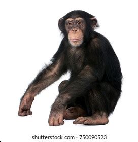 77,960 Chimpanzee Royalty-Free Photos and Stock Images | Shutterstock