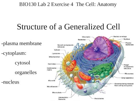 (PPT) Structure of a Generalized Cell -plasma membrane -cytoplasm ...