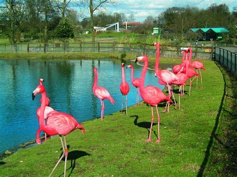 ZSL Whipsnade Zoo, Dunstable, Bedfordshire.