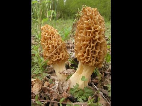 The 2016 Morel Mushroom Season Begins! - YouTube