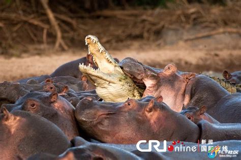 Hippos Vs Crocodile • Lazer Horse