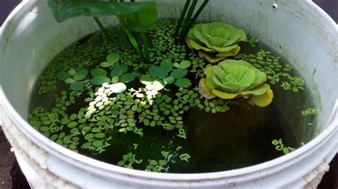 Guppy fish | Guppy fish pond | bucket pond | outdoor pond - YouTube