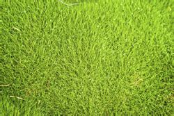 Emerald Zoysia (450 or 500sqft) Excellent Shade Tolerance