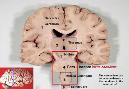 [Figure, Locus Coeruleus. Neocortex, thalamus, brainstem,...] - StatPearls - NCBI Bookshelf