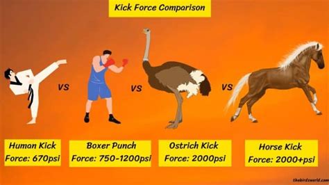 Ostrich Leg Size And Power: Compared With Human, Horse, Etc.