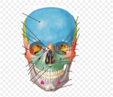 Skull Supraorbital Foramen Infraorbital Foramen Anatomy, PNG, 578x708px, Skull, Anatomy, Bone ...