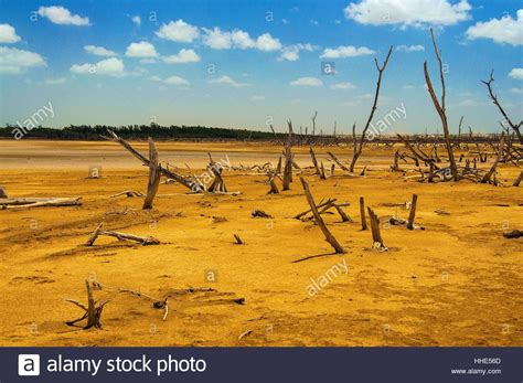 tree, desert, wasteland, hot, dry, dried up, barren, landscape Stock ...