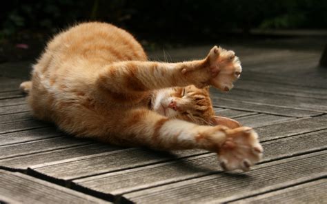 Yawning cat wallpapers and images - wallpapers, pictures, photos