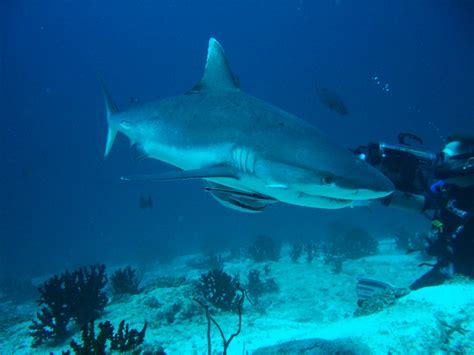 Grey Reef Shark – "OCEAN TREASURES" Memorial Library