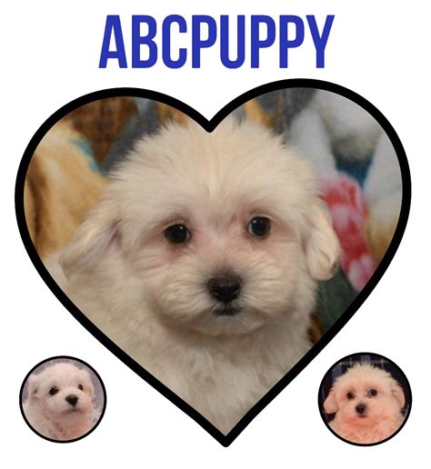 Maltipoo Puppies Texas / Maltipoo Puppies For Sale | Austin Metropolitan Area, TX #308148 / When ...